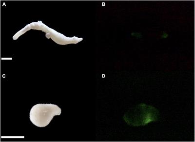 <mark class="highlighted">First Record</mark> of Bioluminescence in a Sipunculan Worm